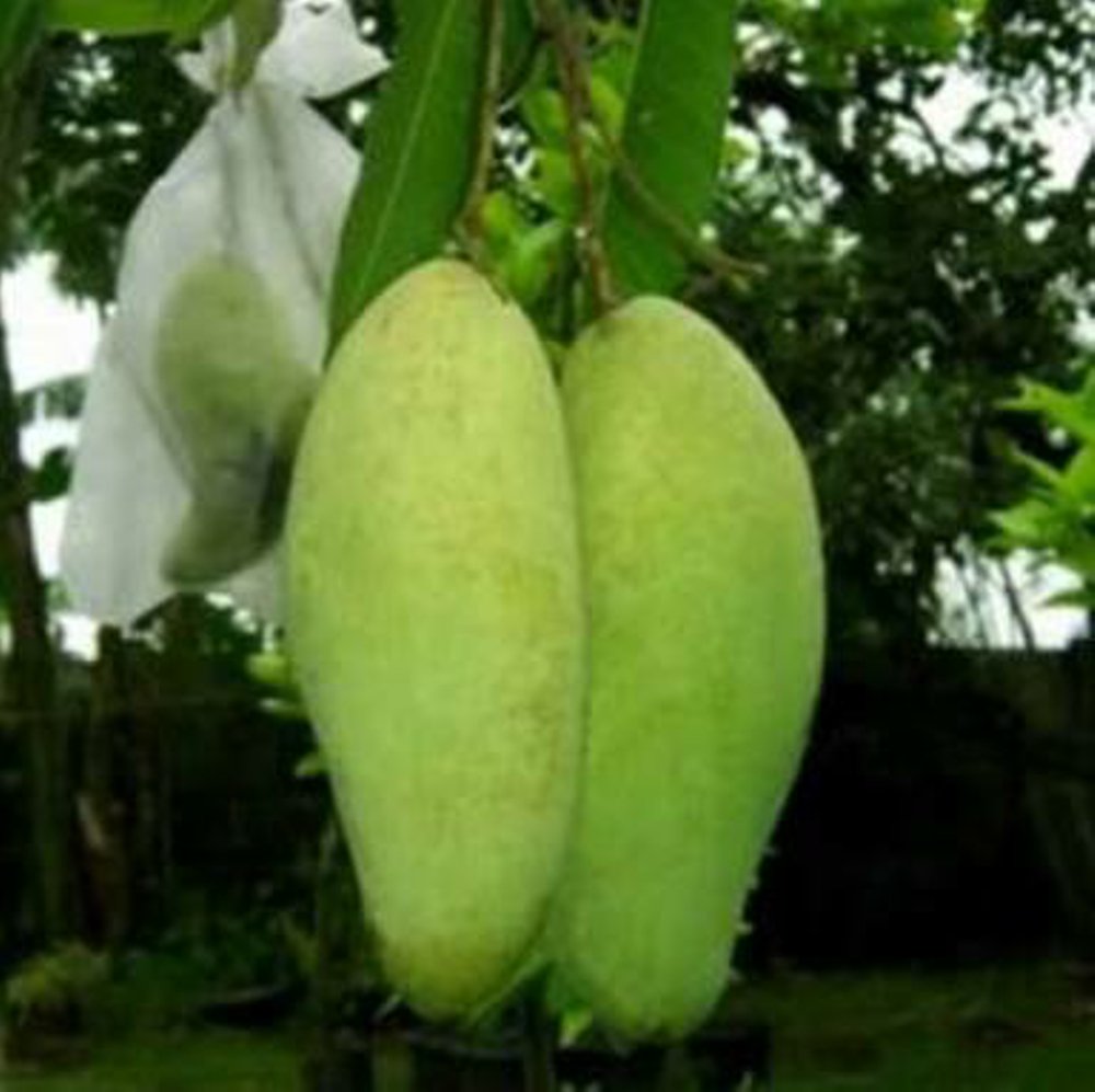 Bibit Mangga Golek India TanamBuah